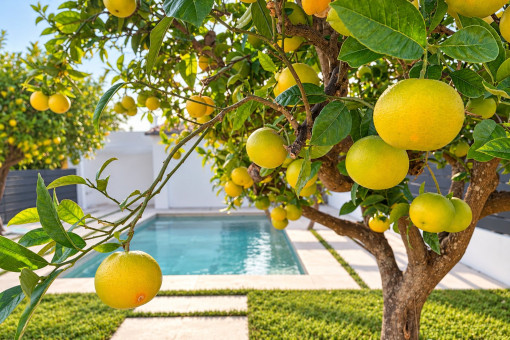 Orange trees in the private garden