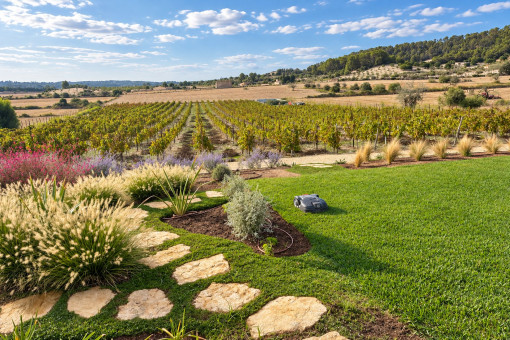 Landscaped garden overlooking the vines