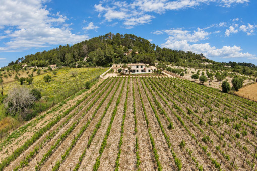 Private vineyard in Montuïri, Mallorca
