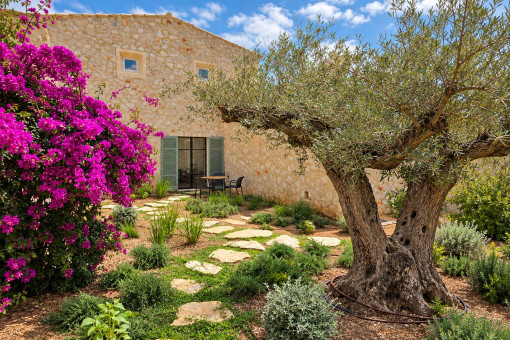 Mature olive tree in the Mediterranean garden